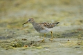 pectoral sandpiper, sandpiper-1